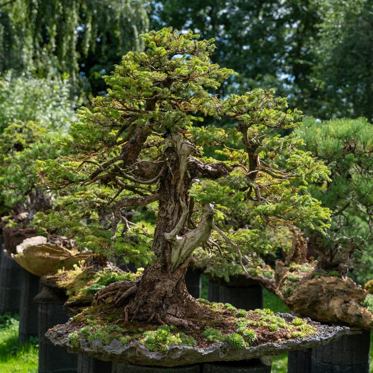 Candelabra European spruce