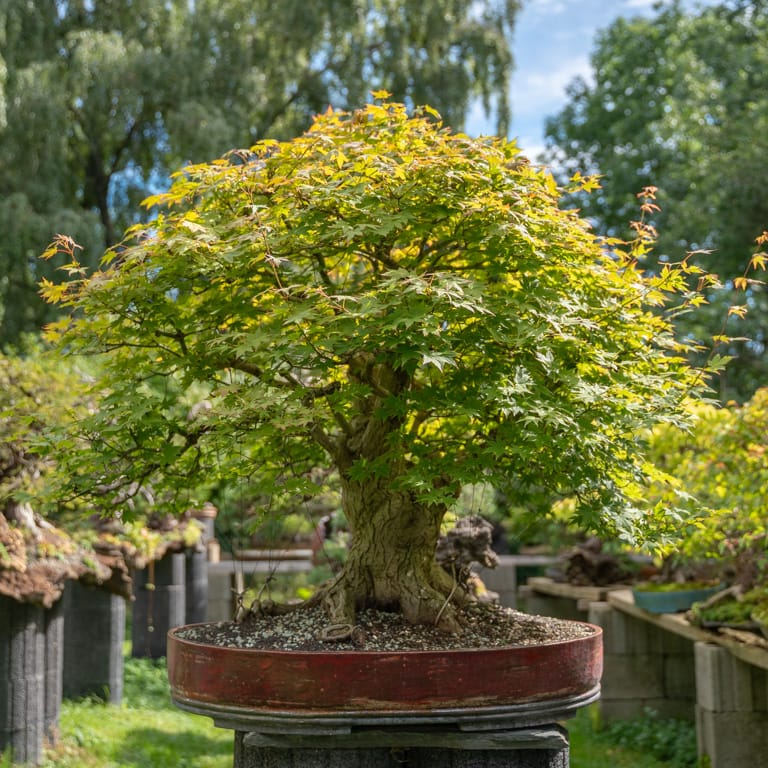 Japanese maple