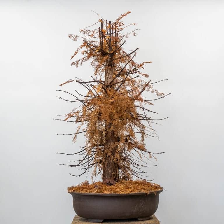 After one growing season in a pot