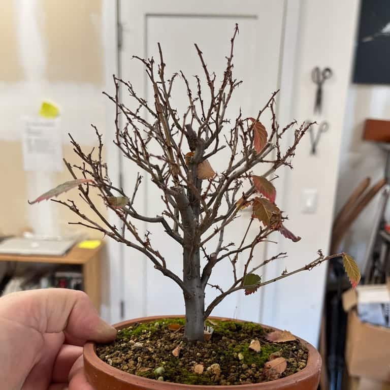 Zelkova