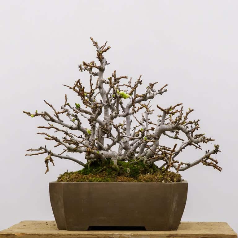 White flowering quince after cutback