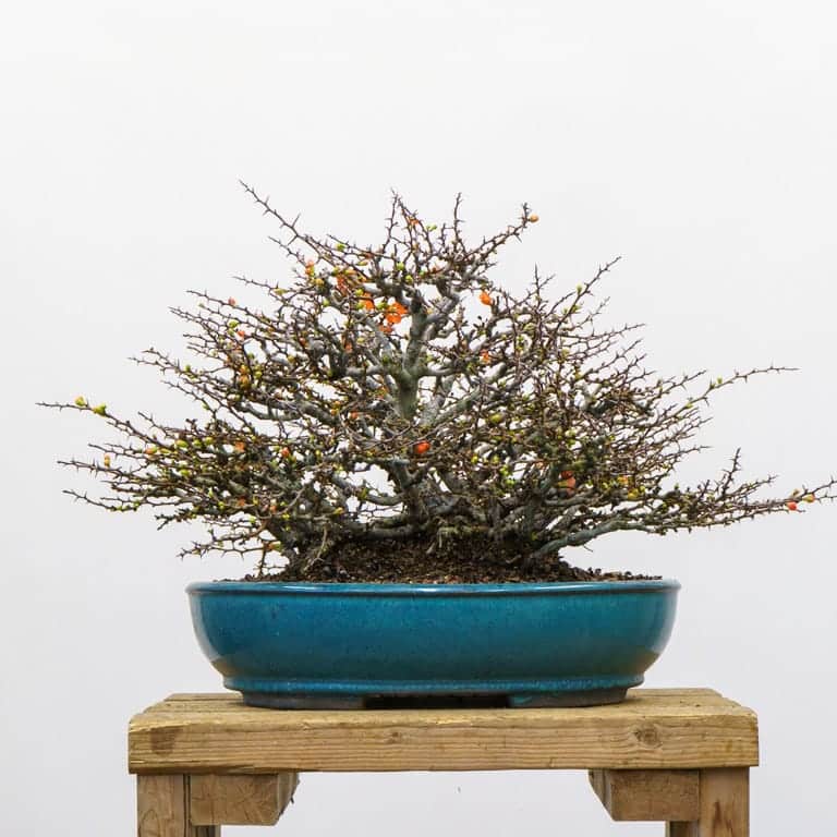 Chojubai before pruning