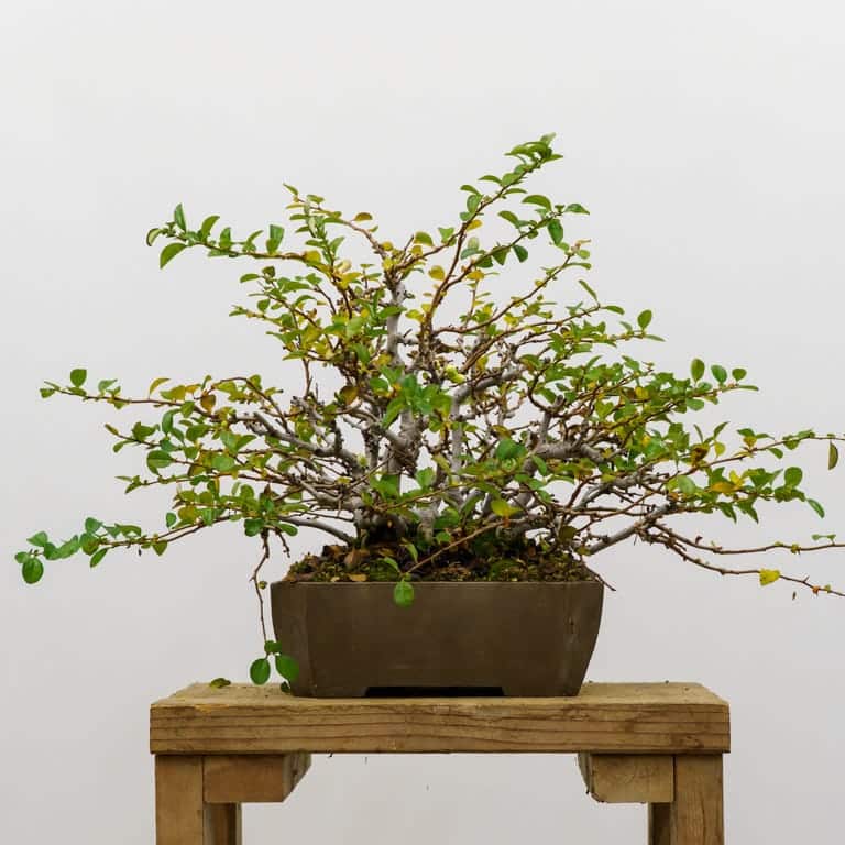 Flowering quince in early January