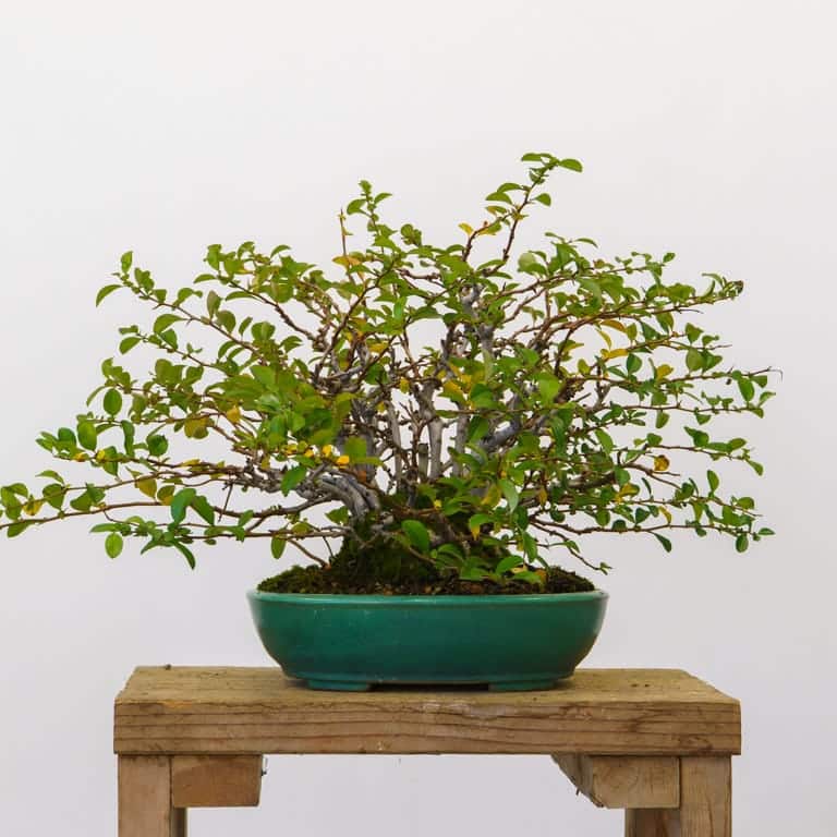 White flowering quince before pruning