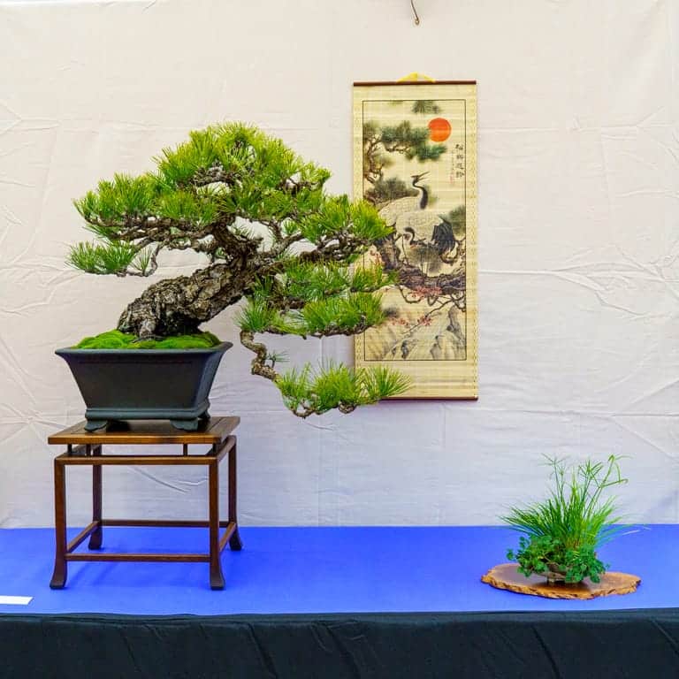 Japanese black pine