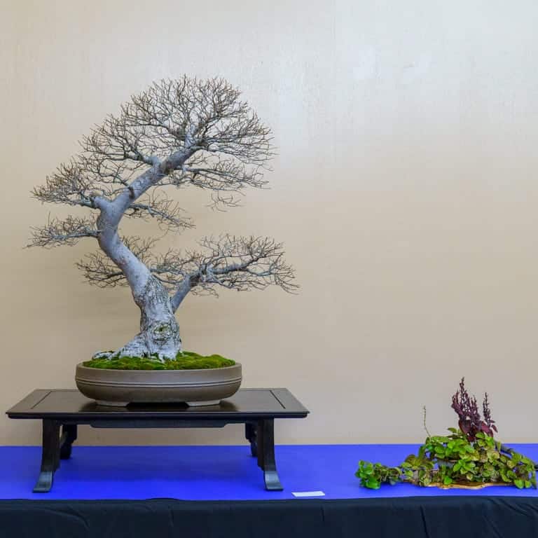 Jacqueline Hillier elm