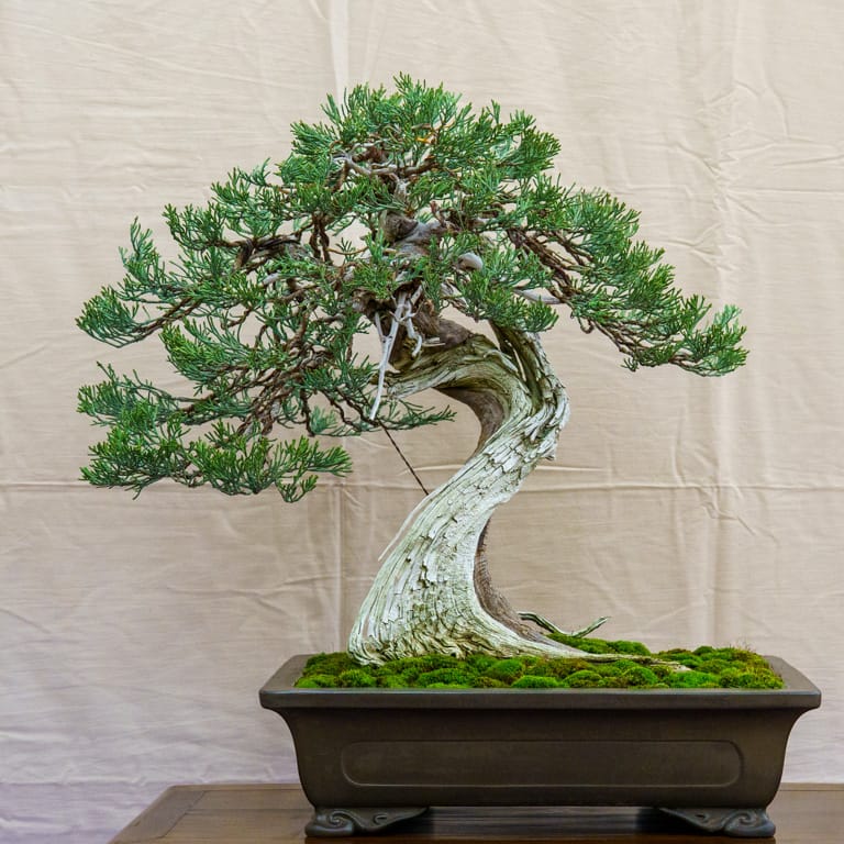Sierra juniper