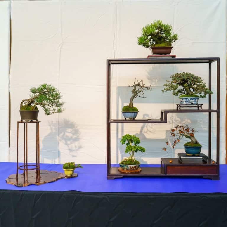 Shohin display