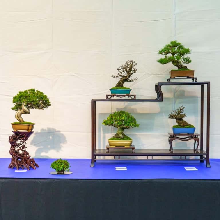 Shohin display