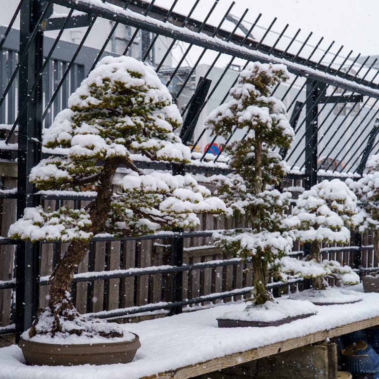 Snow-covered bonsai at Kouka-en