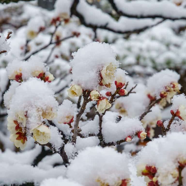 Ume flowers