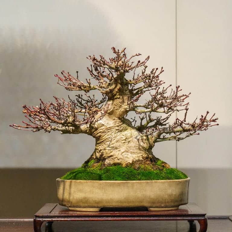 Japanese maple
