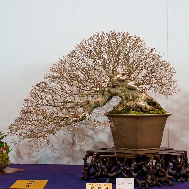 Korean hornbeam