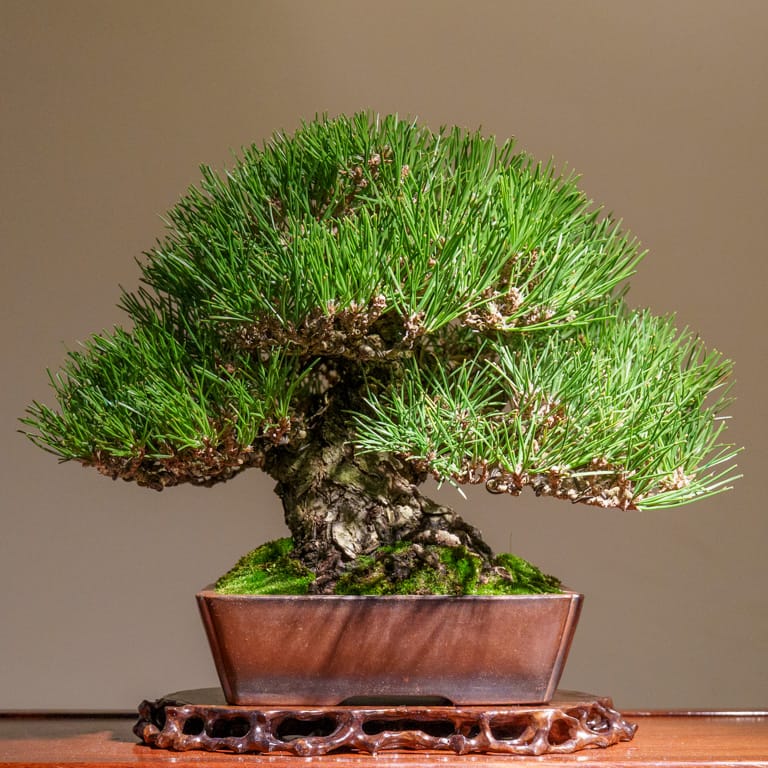 Black pine