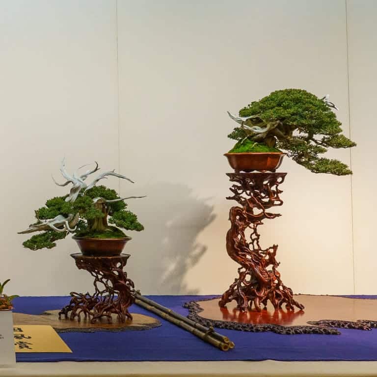 Junipers on root stands