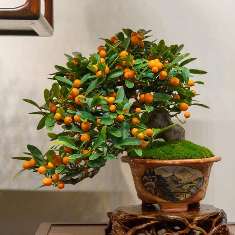 Kinzu (dwarf kumquat)