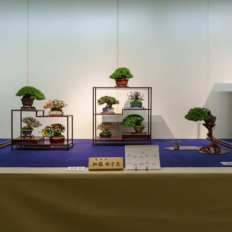 Mini-bonsai display