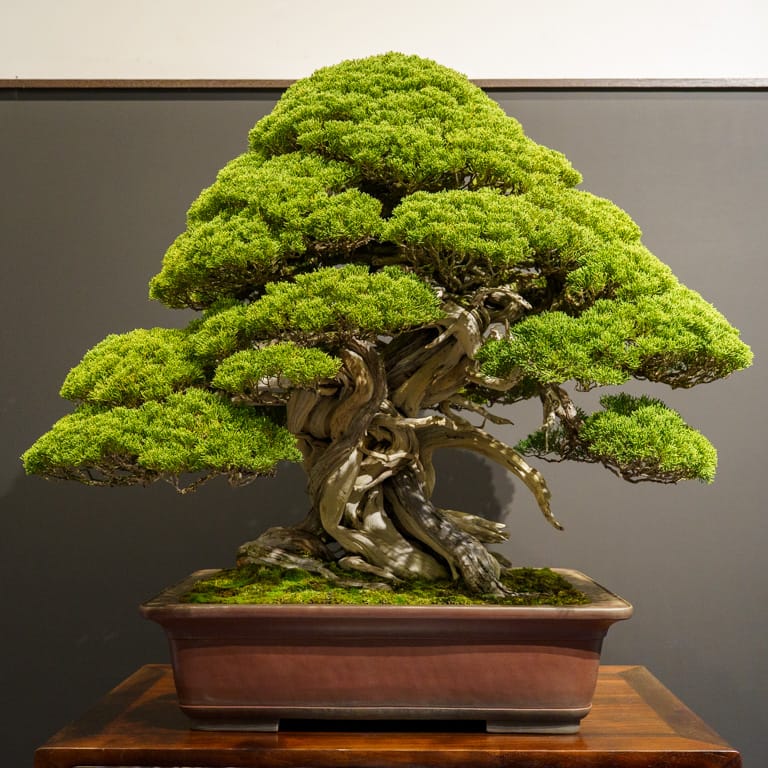 Shimpaku juniper
