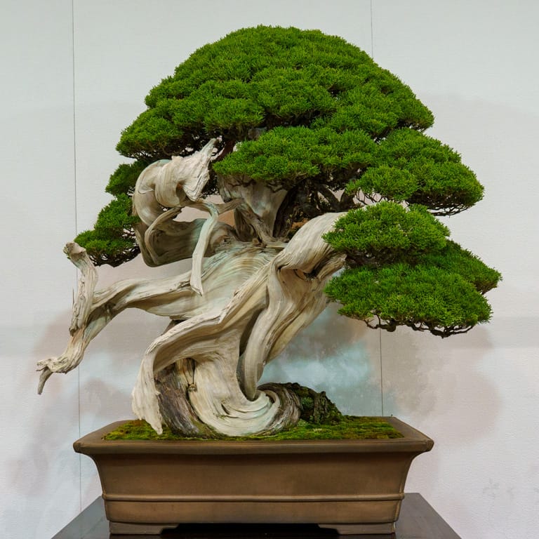Shimpaku juniper