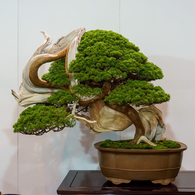 Shimpaku juniper