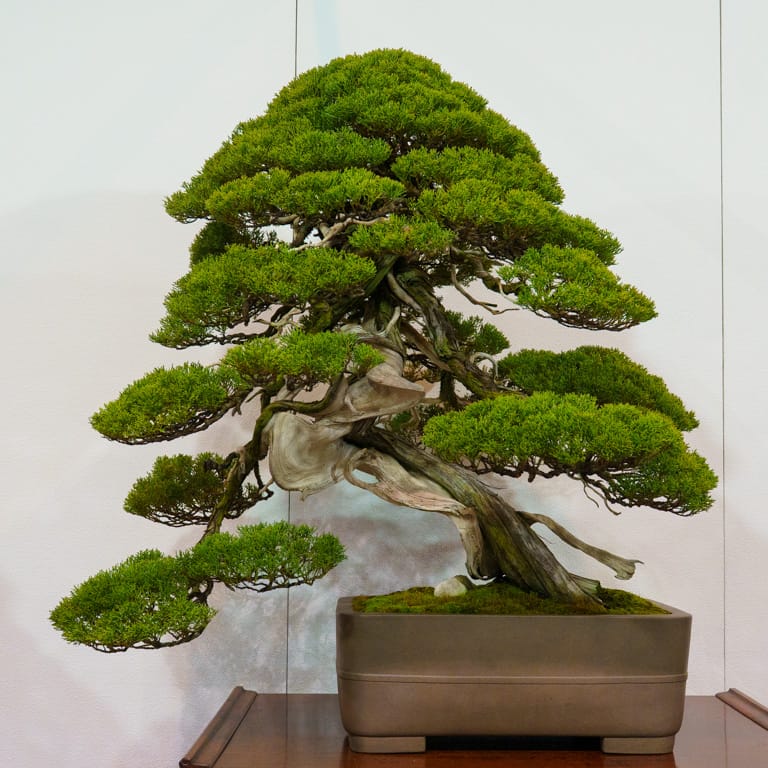 Shimpaku juniper