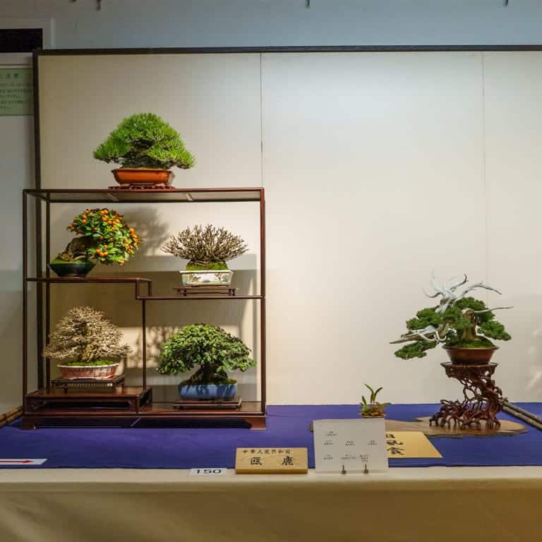 Shohin display