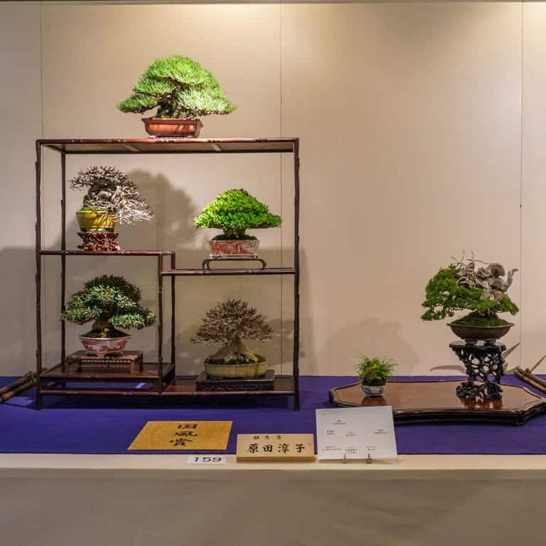 Shohin display