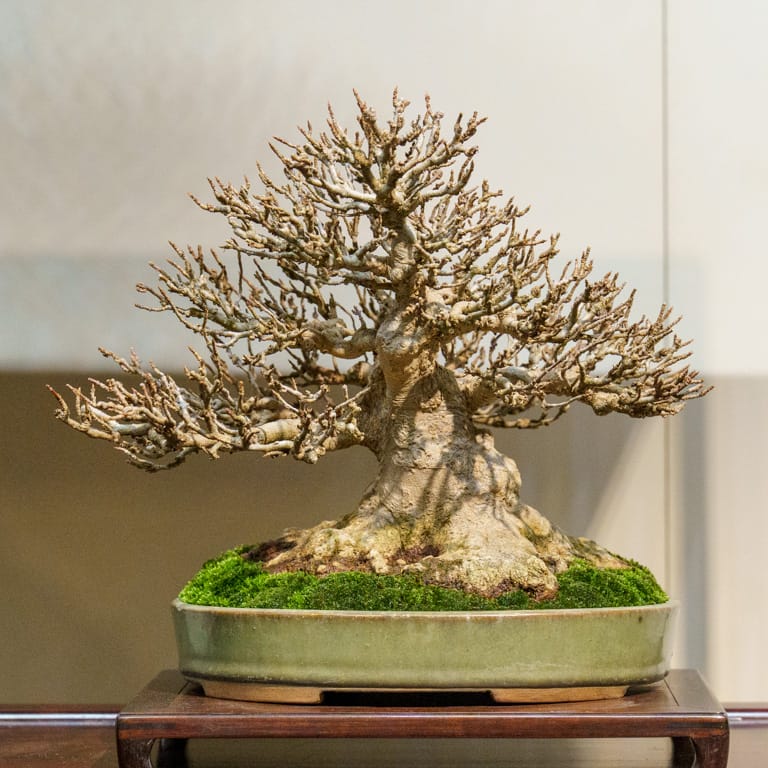 Trident maple