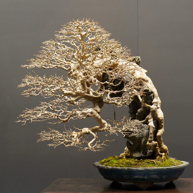 Trident maple