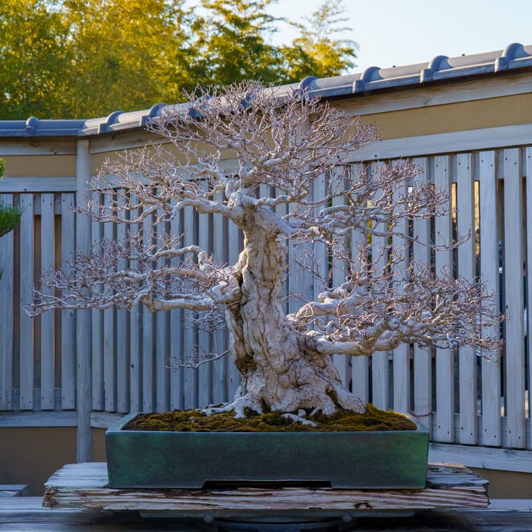 Korean hornbeam
