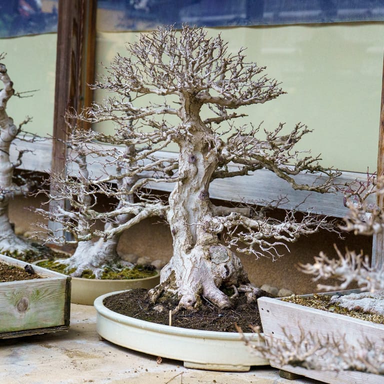 Korean hornbeam