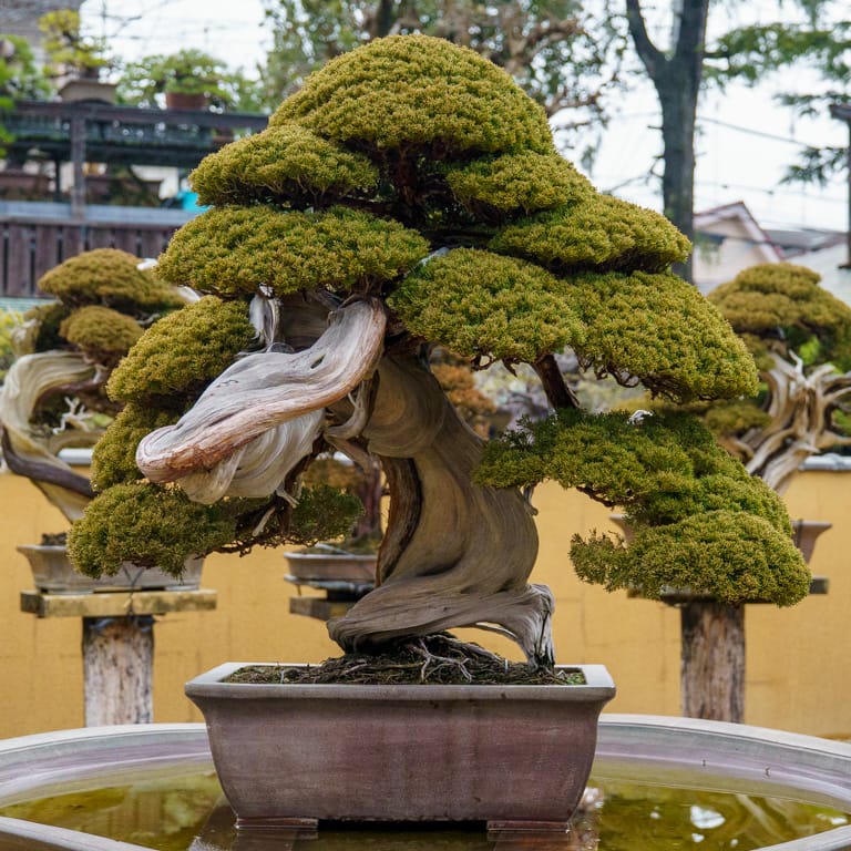 Shimpaku juniper