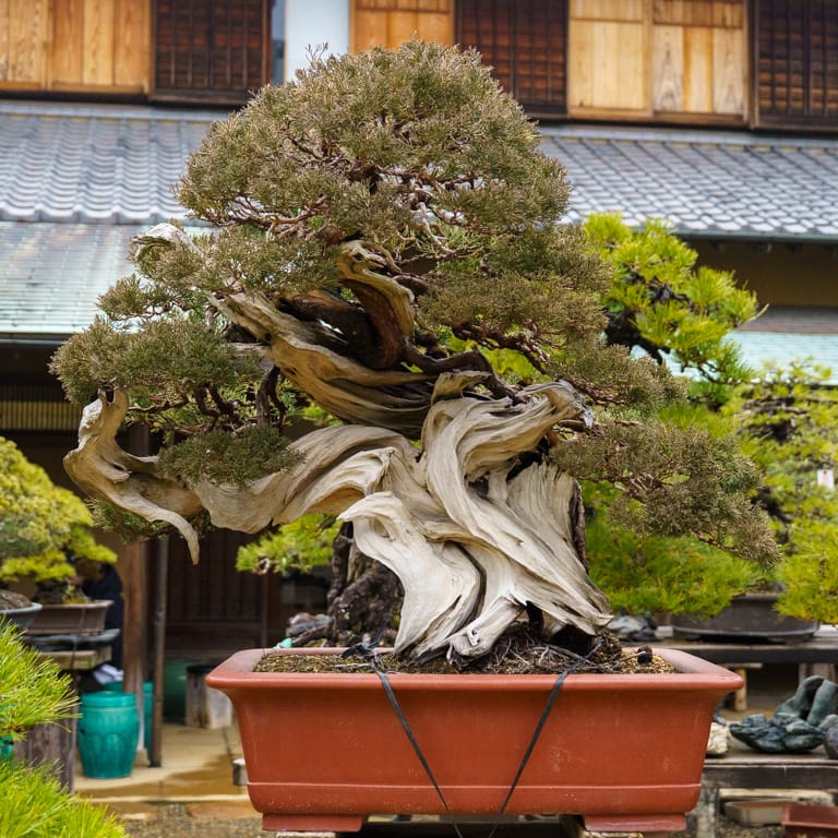 Shimpaku juniper