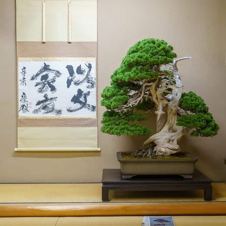 Shimpaku juniper