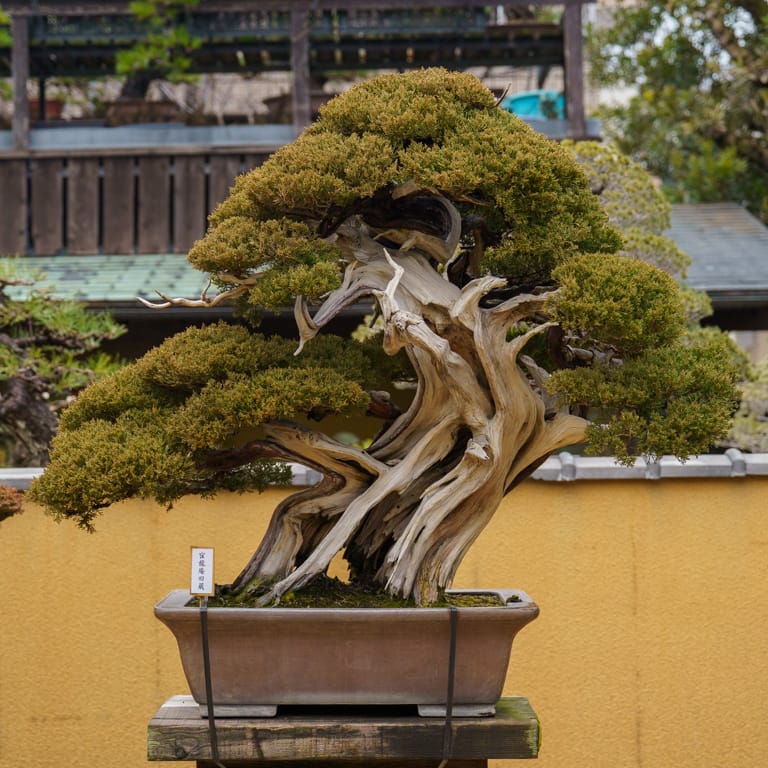 Shimpaku juniper