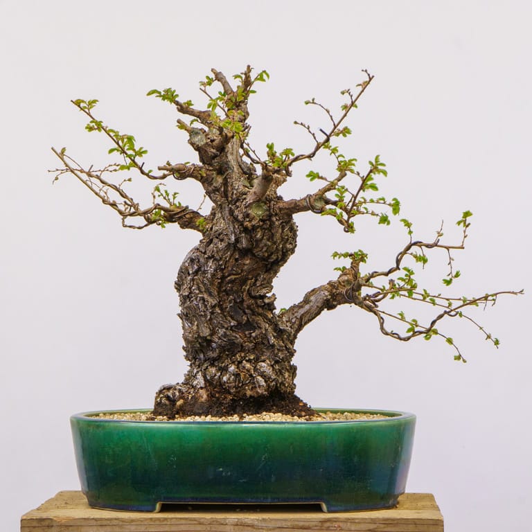 Chinese cork bark elm