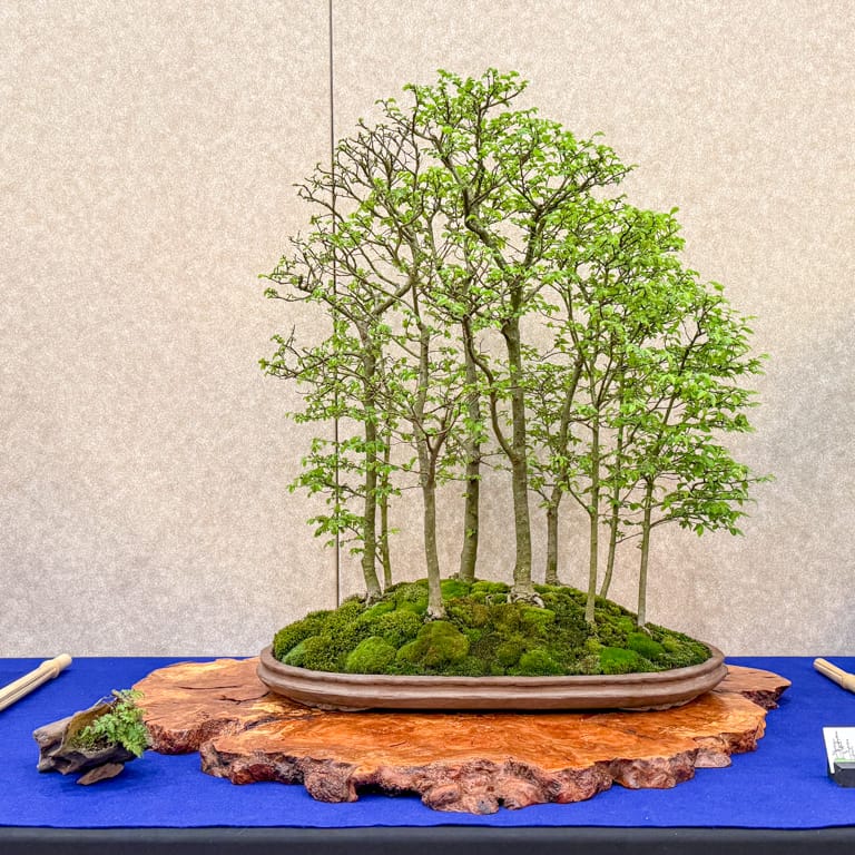 Chinese elm forest