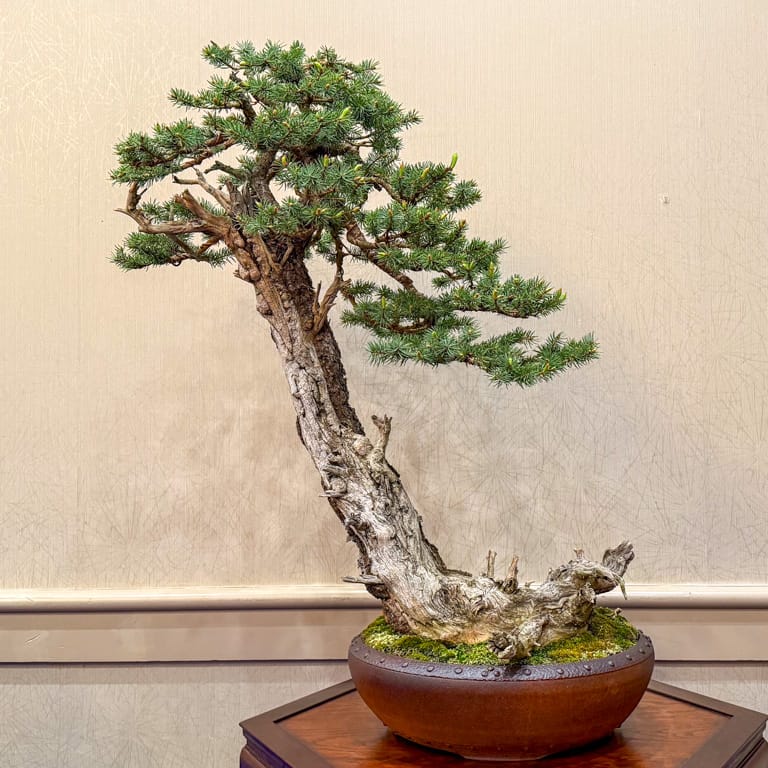 Colorado blue spruce