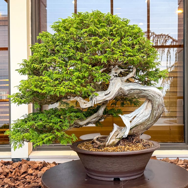 Eastern white cedar