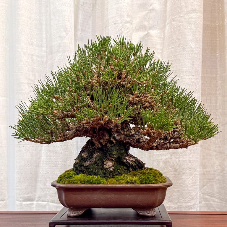 Black pine