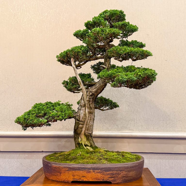 Hinoki