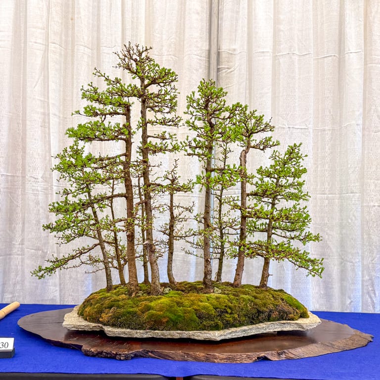 Larch forest