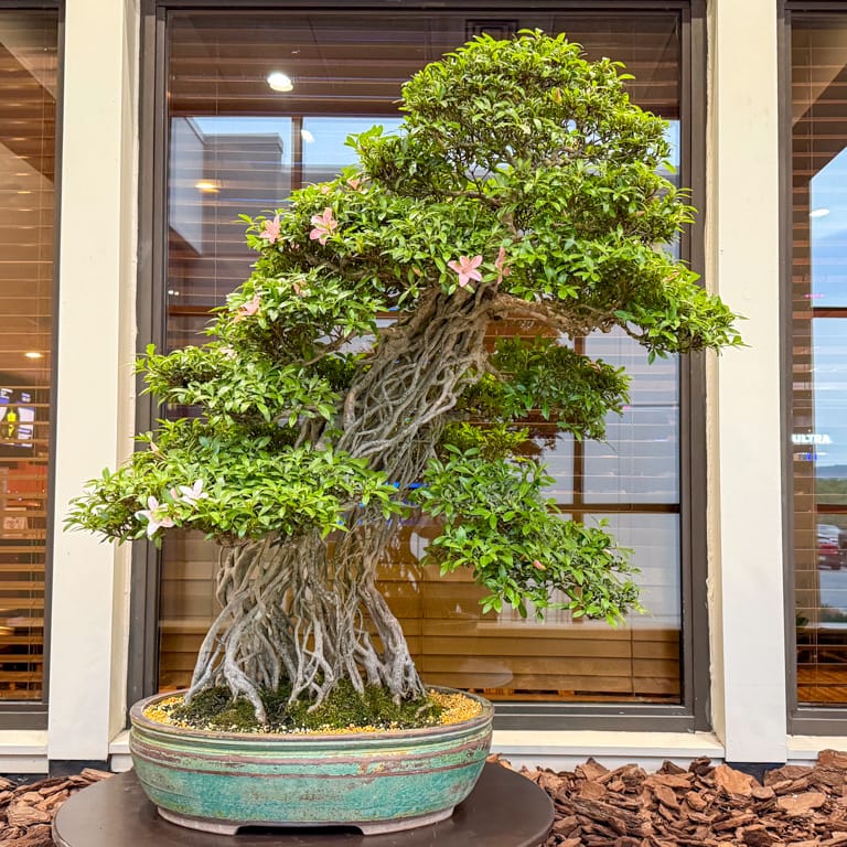 Exposed root satsuki azalea