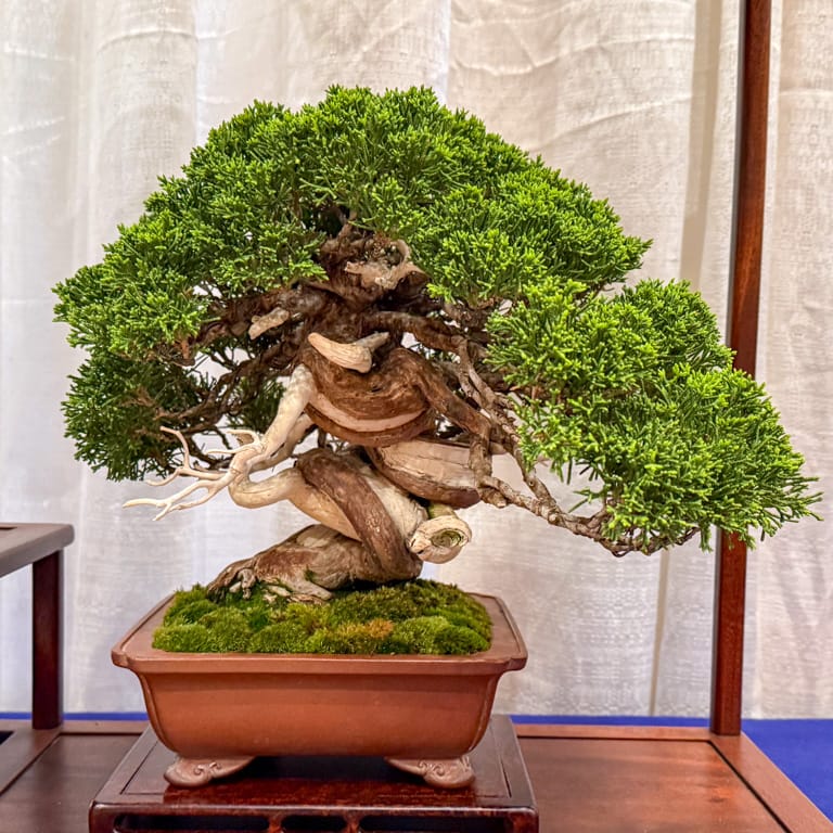 Shimpaku