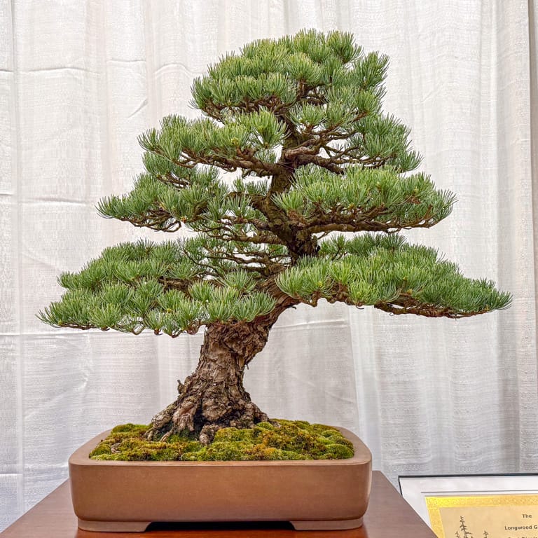 White pine