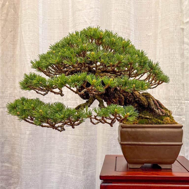 White pine