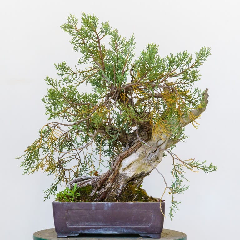 Sierra juniper