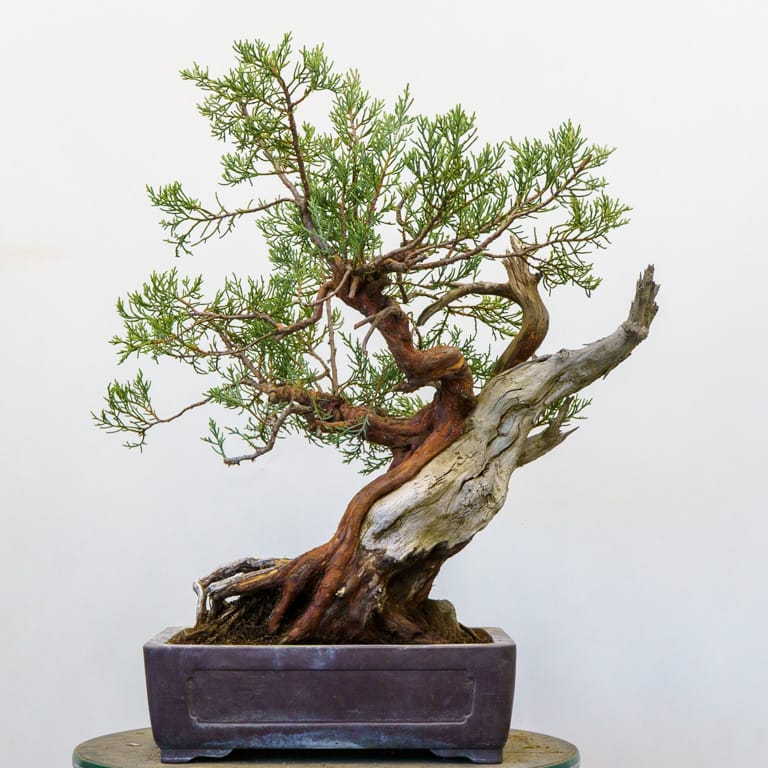 After removing old foliage