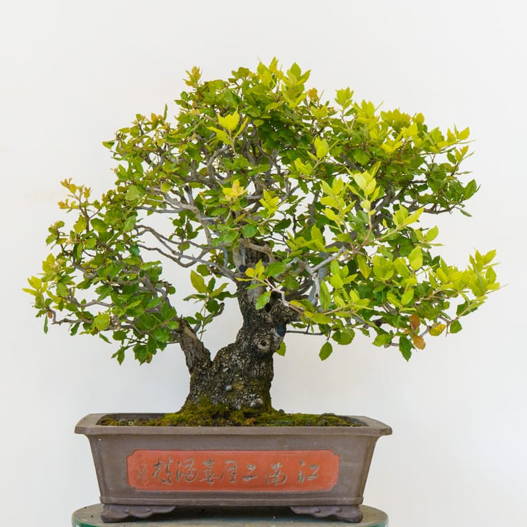 California oak