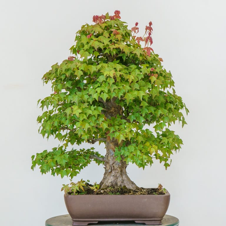Trident maple